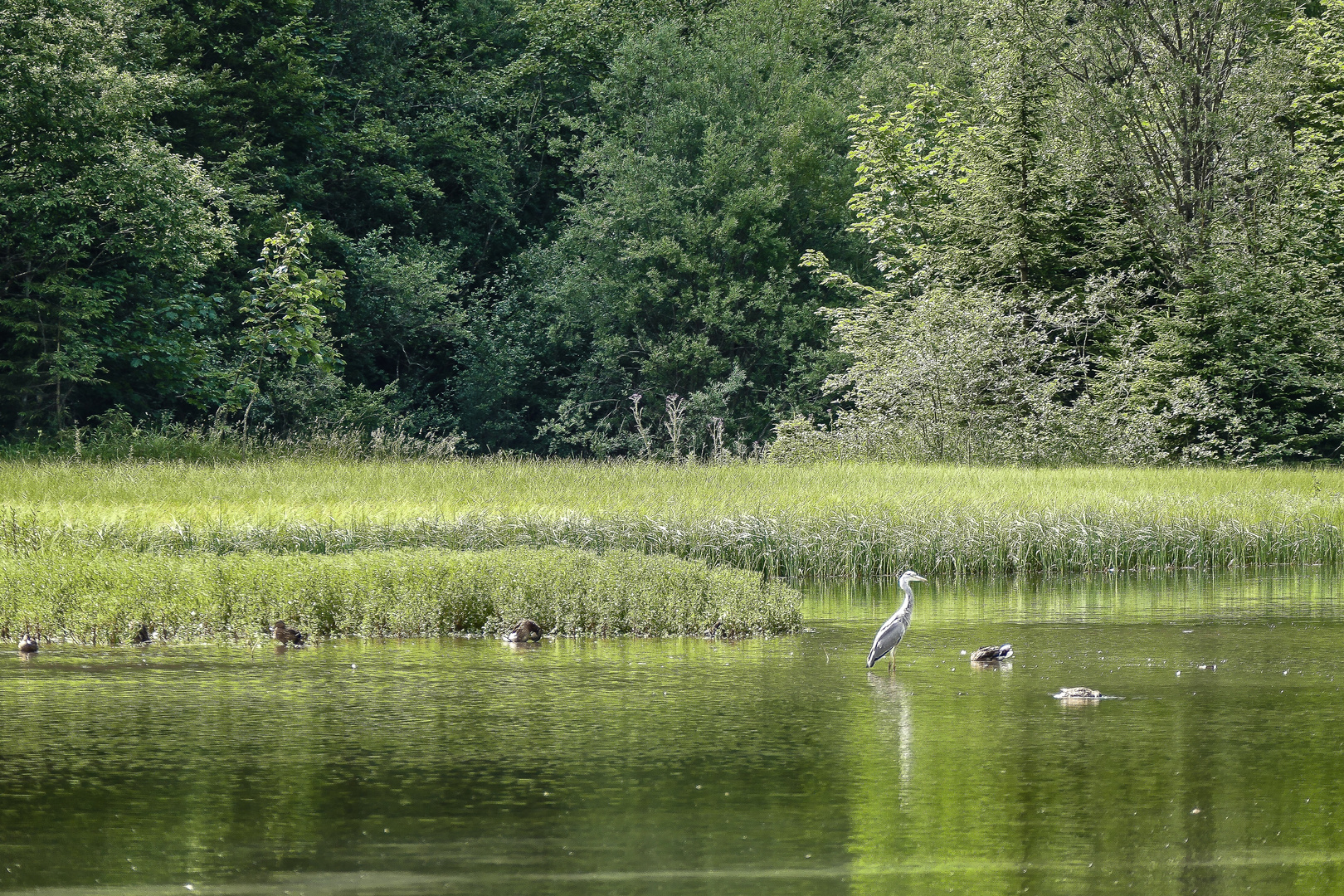 Idylle in Grün