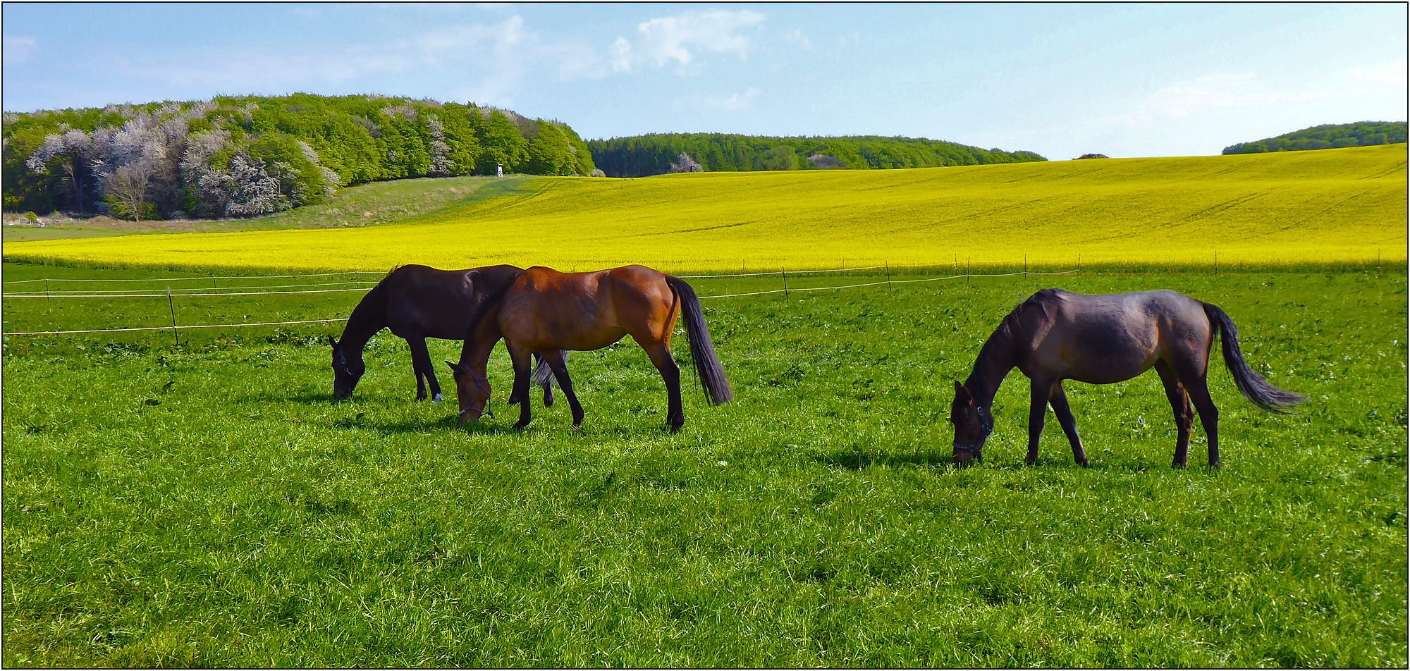 Idylle in Grün-Gelb-Blau ...