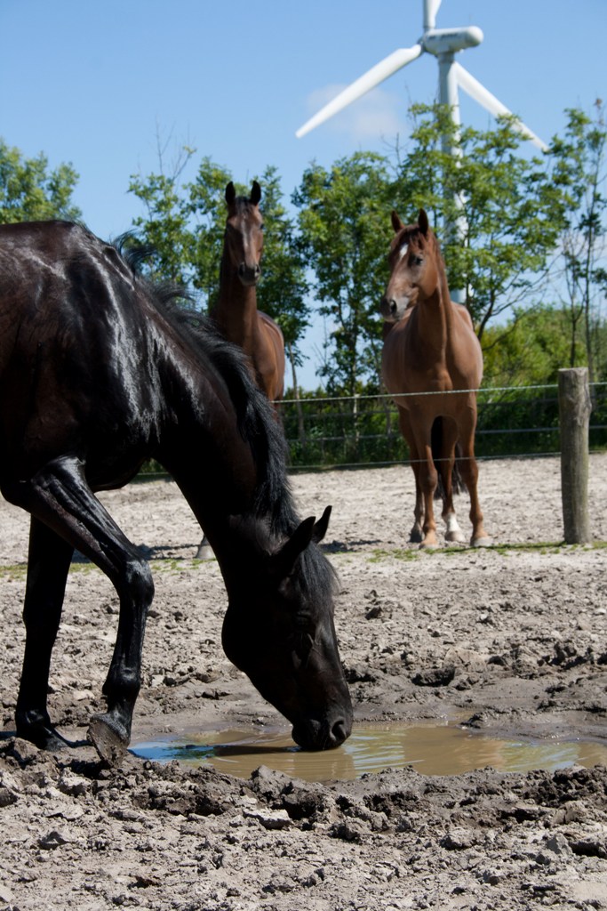 idylle in Ostfriesland..