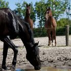 idylle in Ostfriesland..