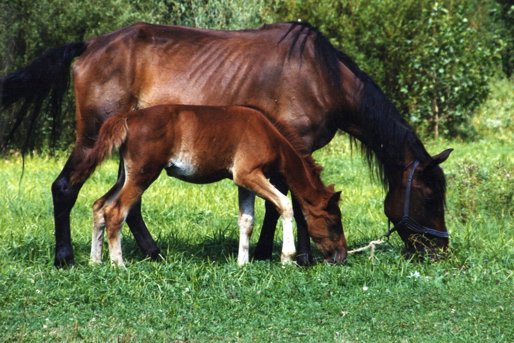 Idylle in Rumänien