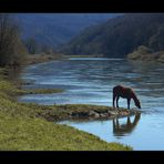 Idylle mit Fluss-Pferd... (...am Reinhardswald...)