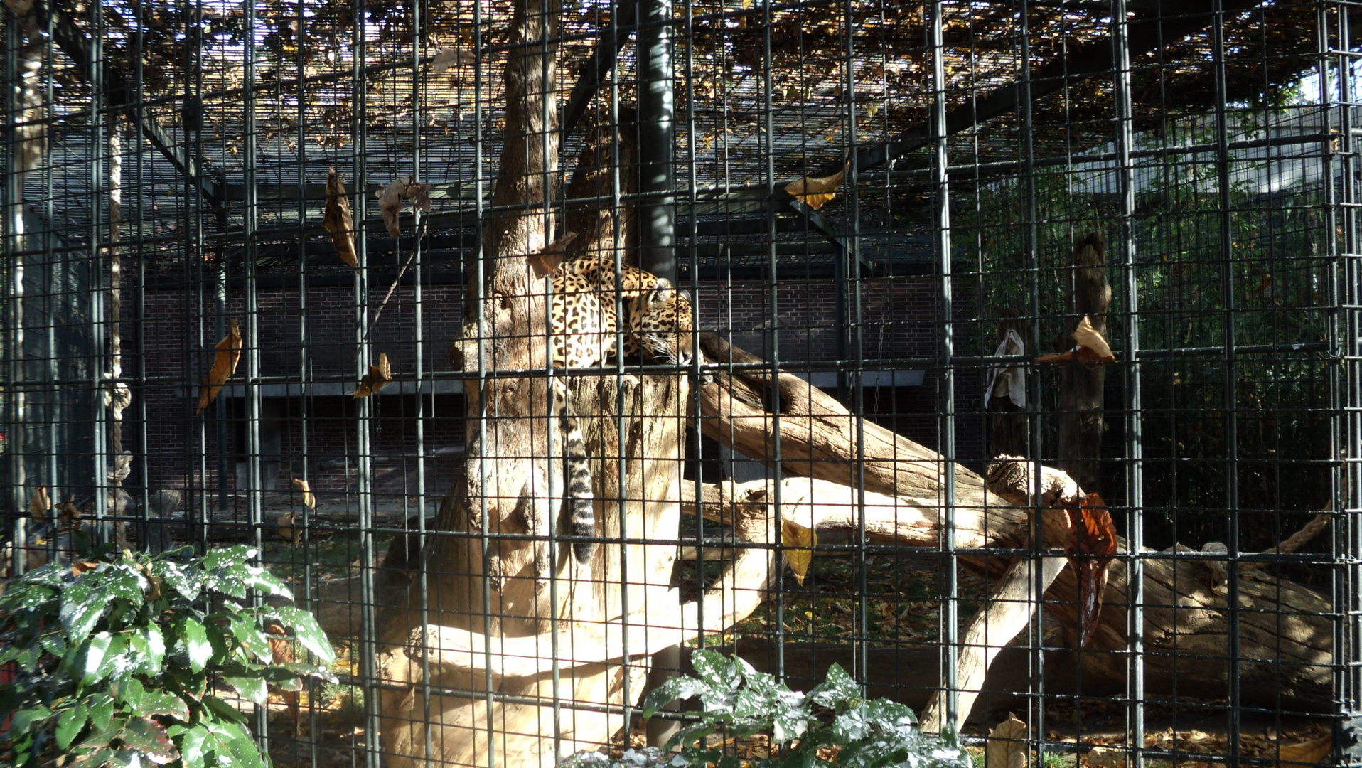 Idylle trotz Gitter Zoo Berlin