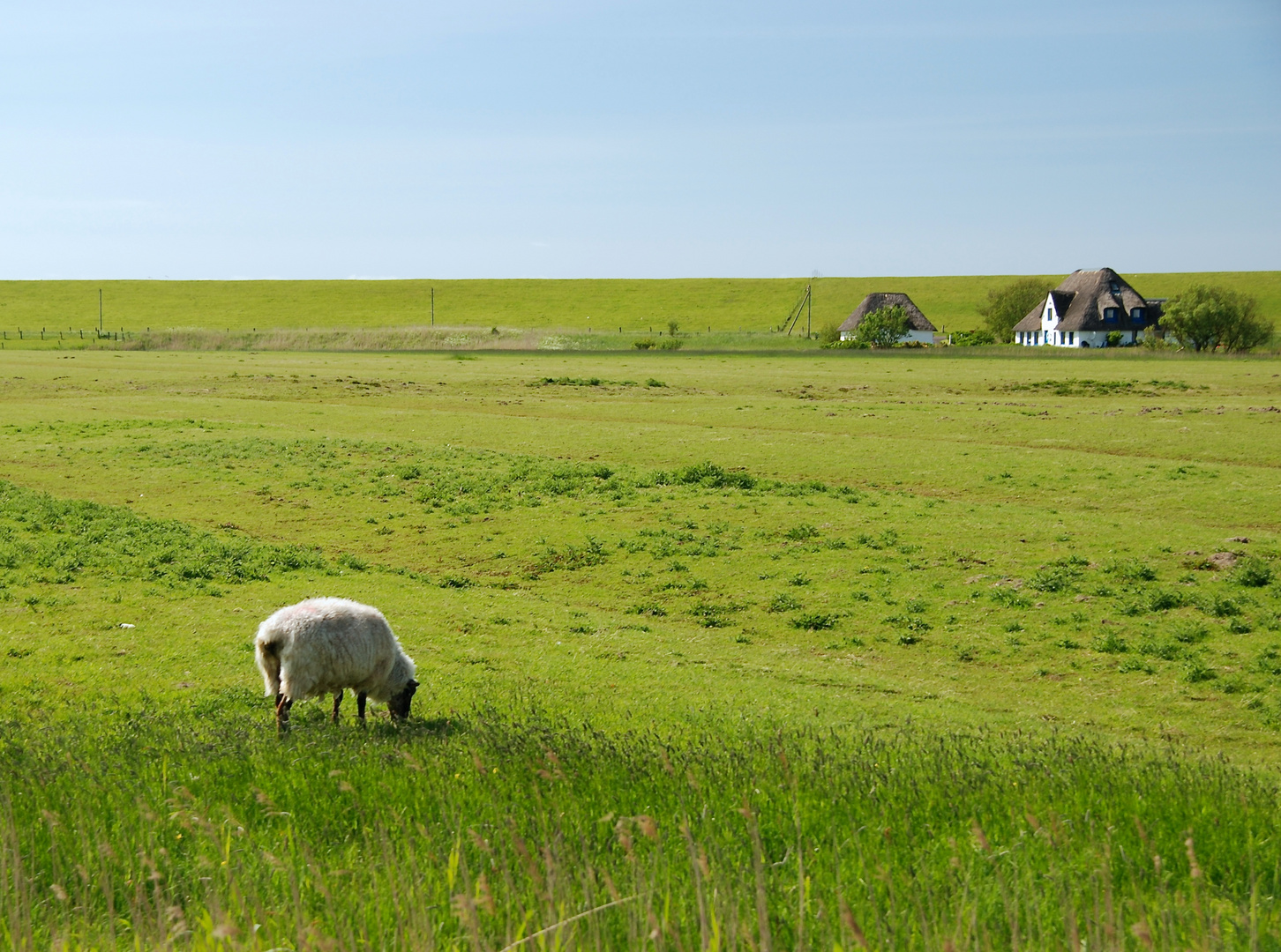 Idylle vor dem Deich