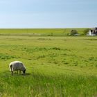 Idylle vor dem Deich