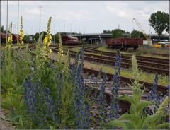 Idylle...am Bahndamm...