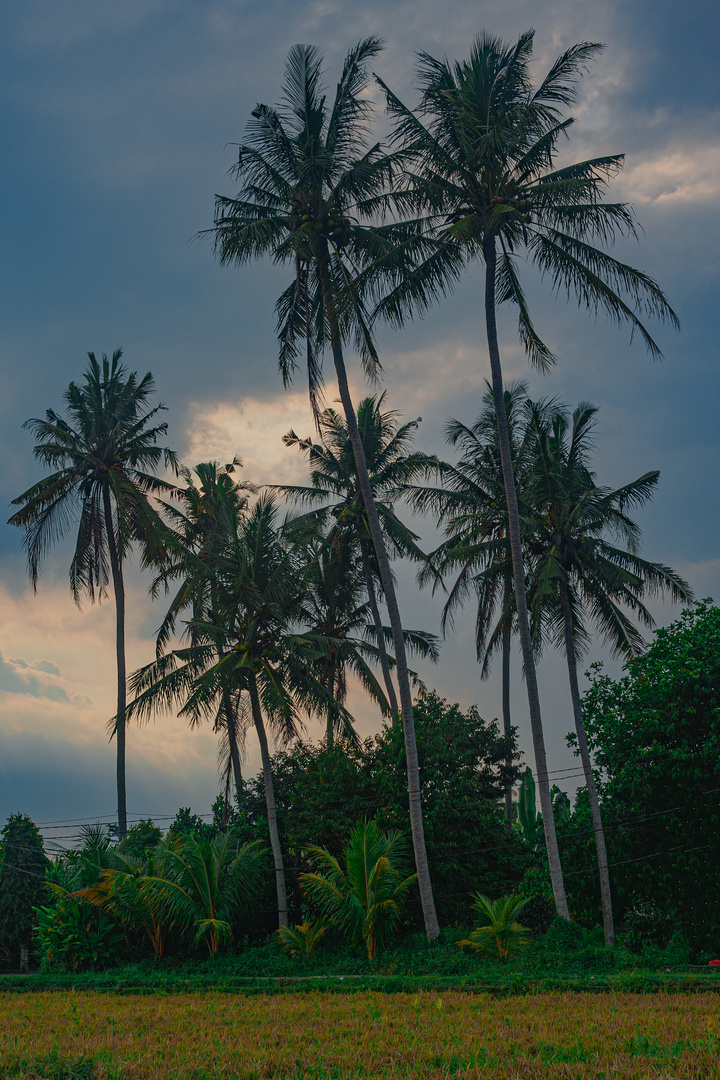 Idyllic atmosphere near Ubud