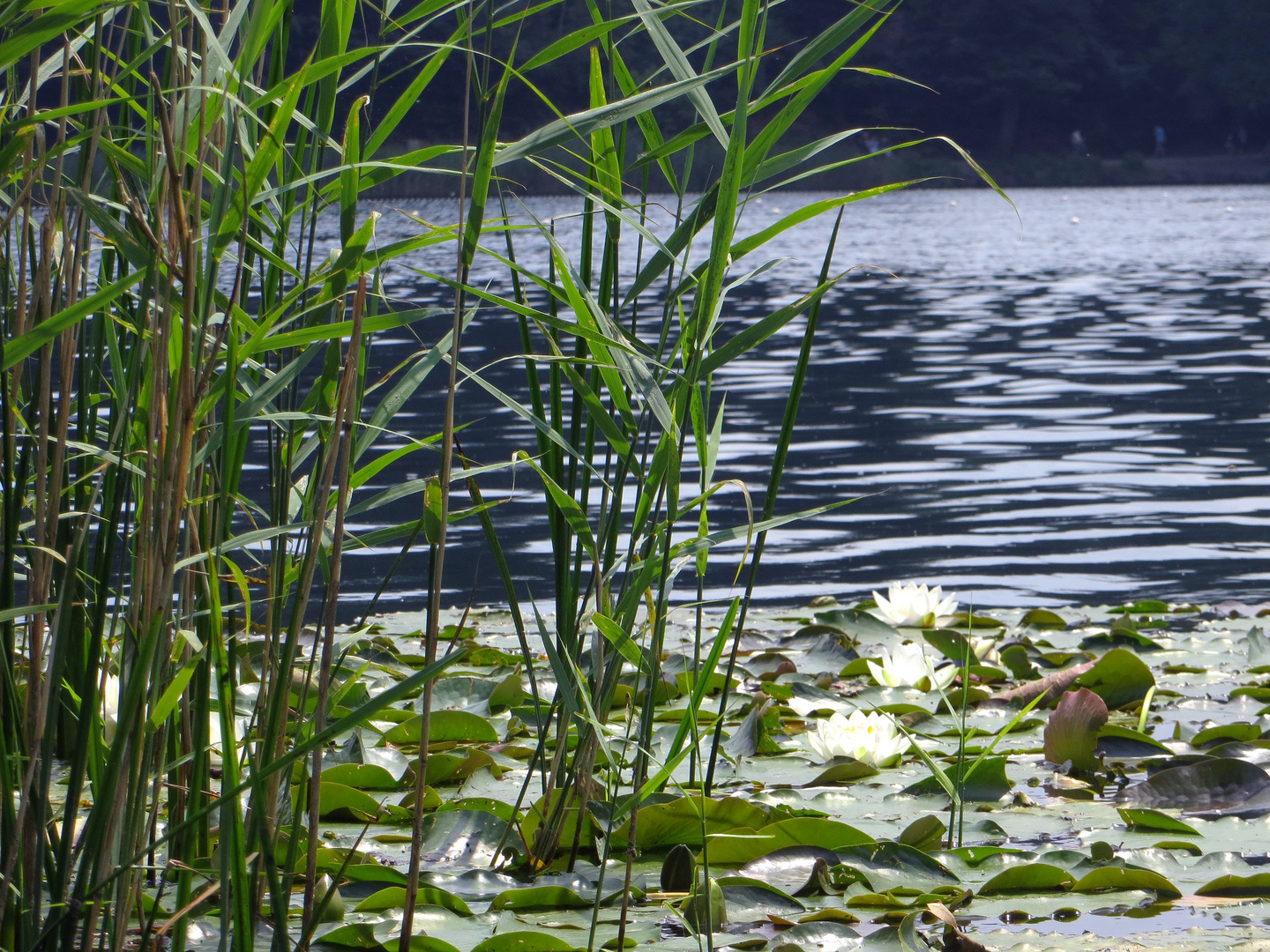 Idyllisch am Rotsee ...