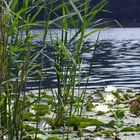 Idyllisch am Rotsee ...