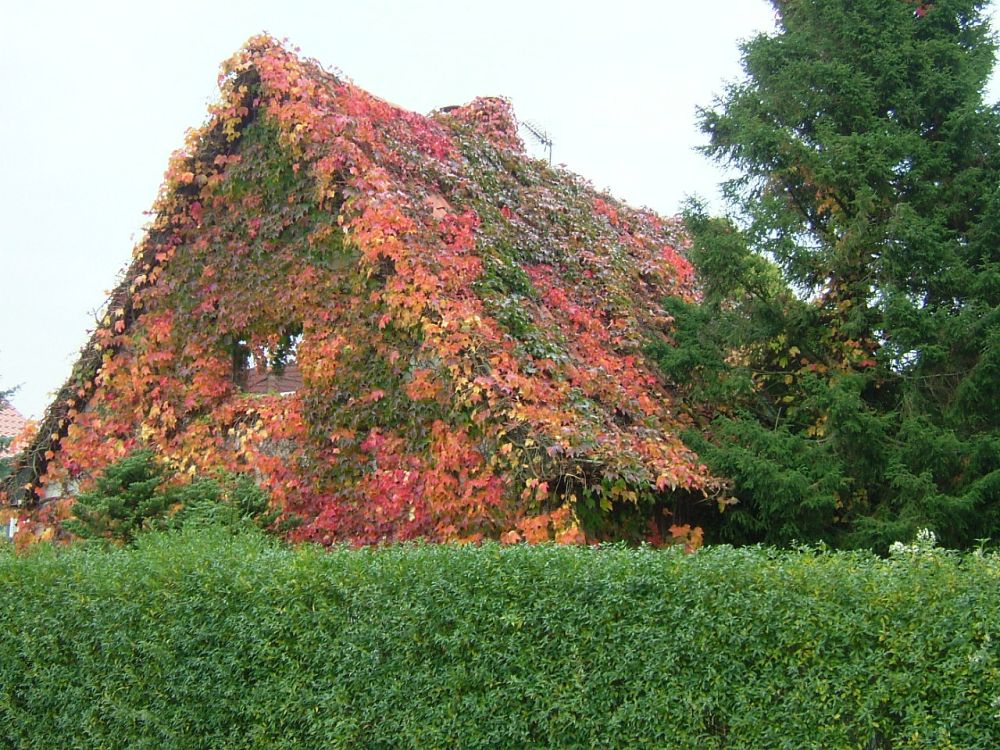 Idyllisch bewachsenes Haus