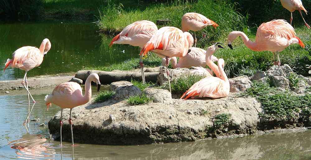 Idyllische Flamingo Familie