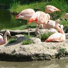 Idyllische Flamingo Familie