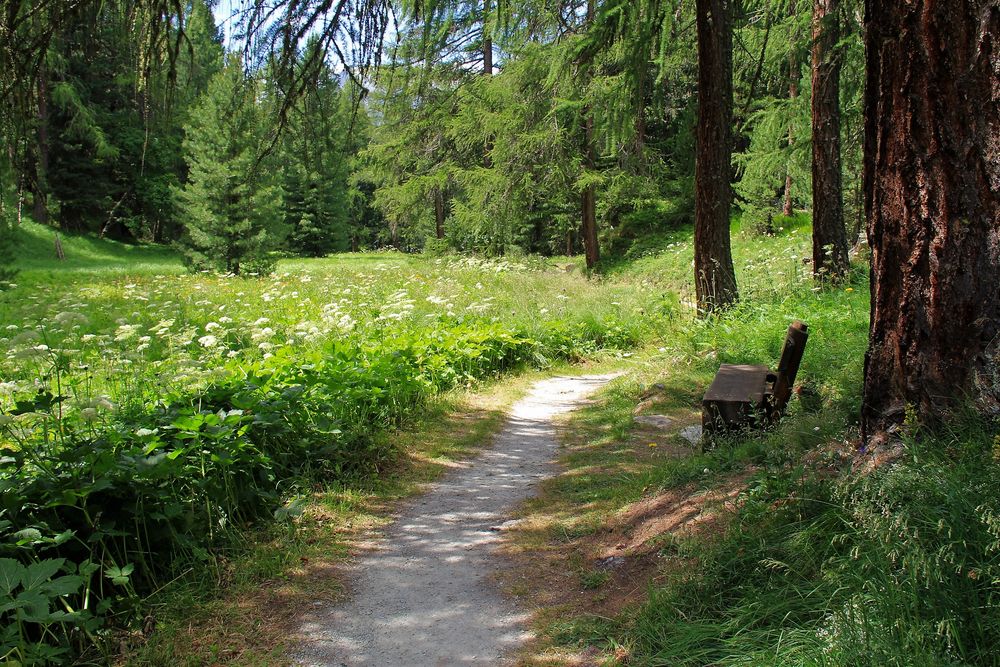 Idyllische Lichtung