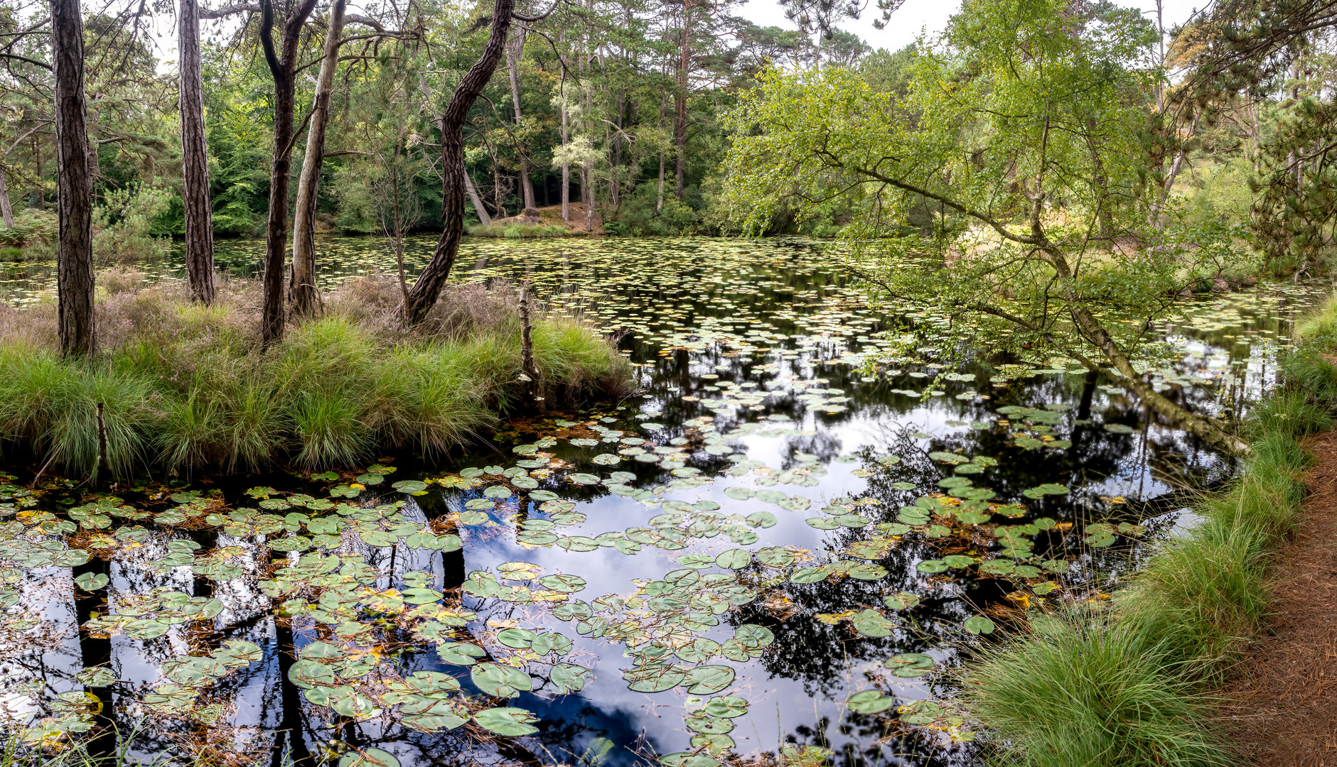 Idyllische Moorlandschaft