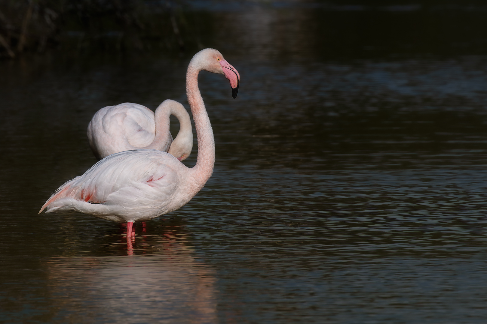  idyllische Oase, die Camargue