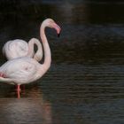  idyllische Oase, die Camargue