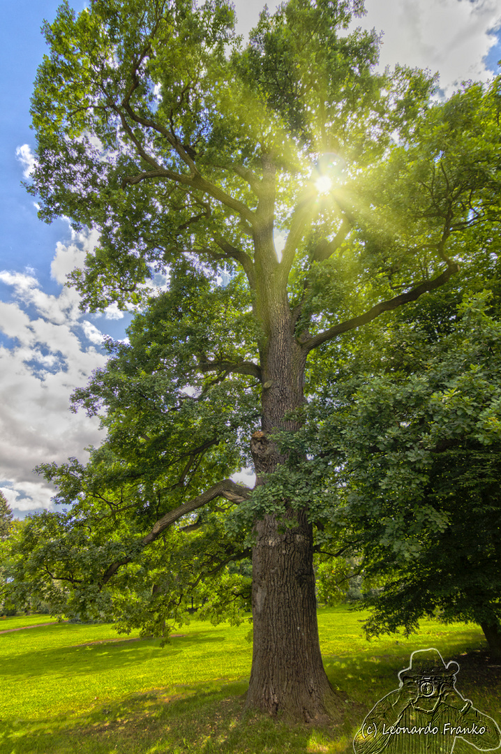 Idyllischer Baum