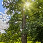 Idyllischer Baum