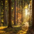 idyllischer Herbstwald im Schwarzwald