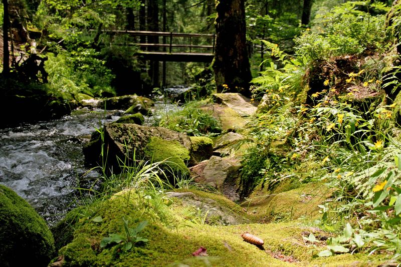 Idyllischer Schwarzwald