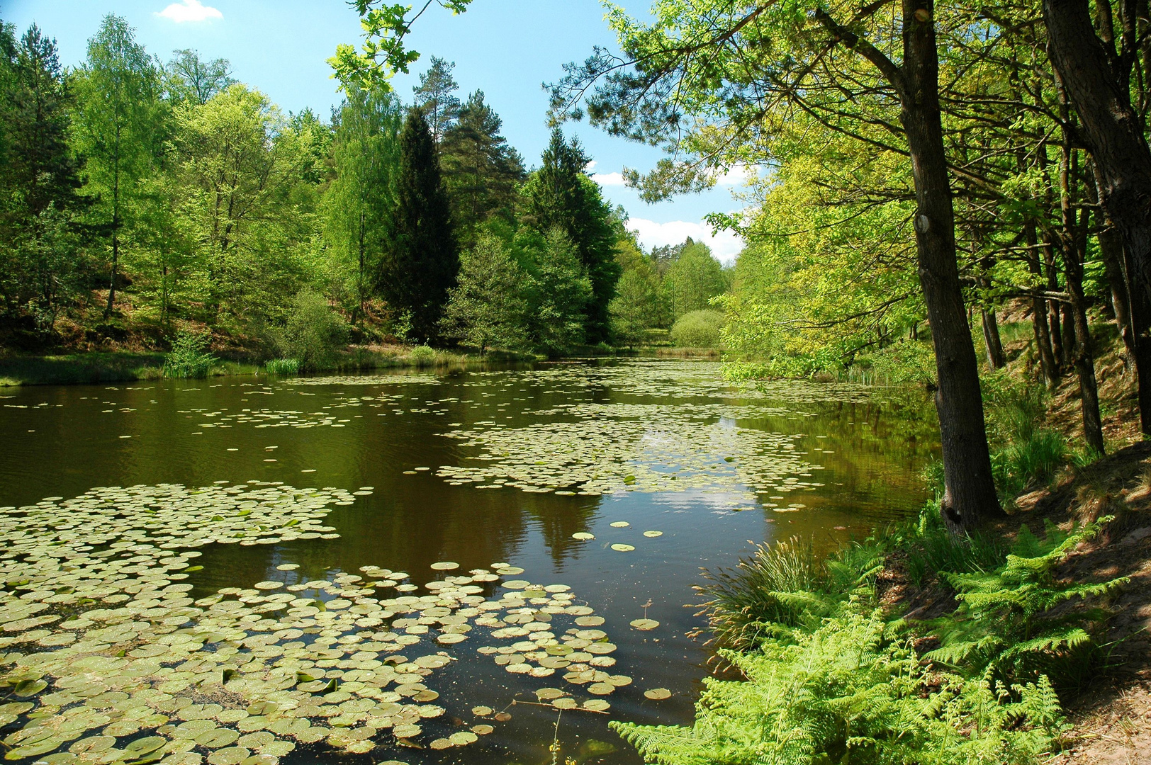 Idyllischer See in der Pfalz