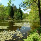 Idyllischer See in der Pfalz