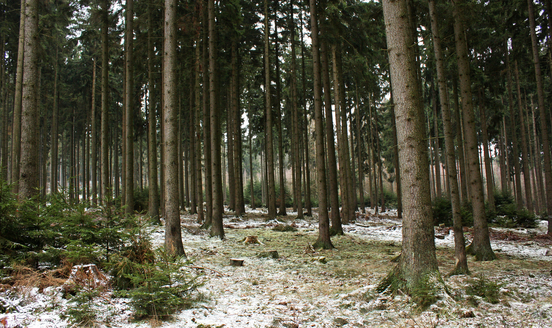 Idyllischer Wald