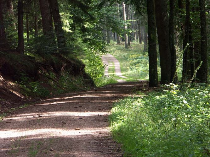 Idyllischer Waldweg