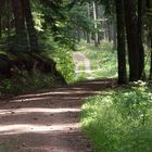 Idyllischer Waldweg