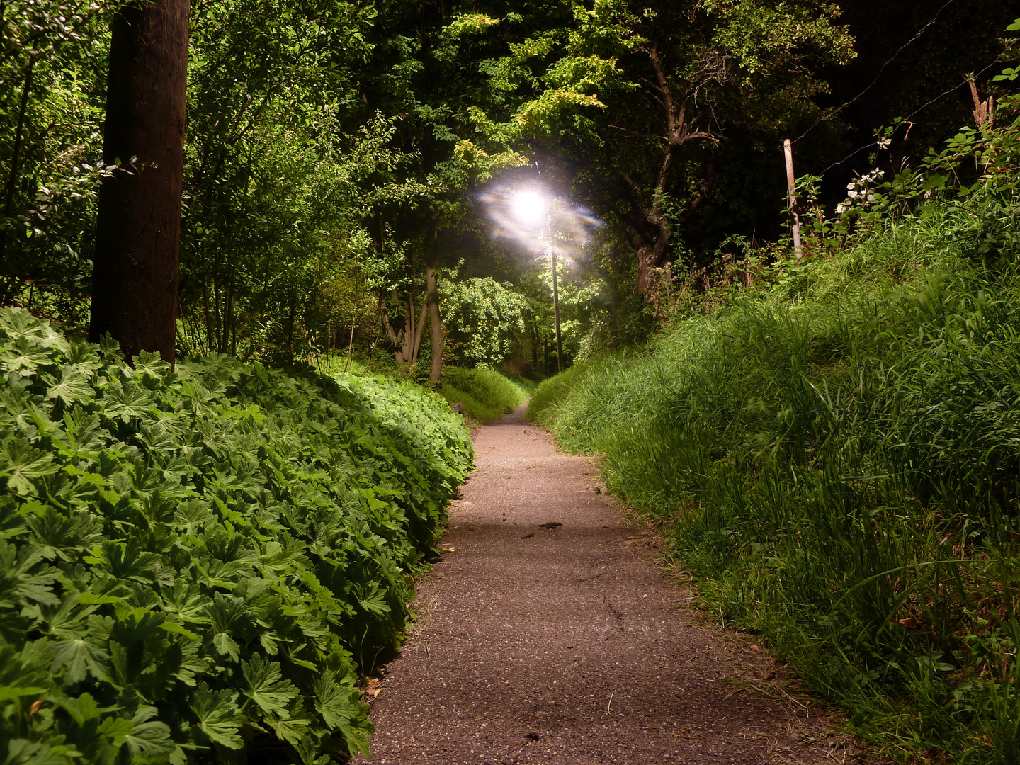 Idyllischer Weg bei Nacht