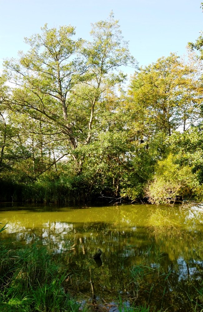 Idyllischer Weiher auf Usedom