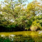 Idyllischer Weiher auf Usedom