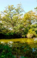 Idyllischer Weiher auf Usedom