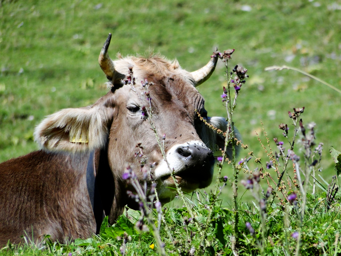 Idyllisches Allgäu