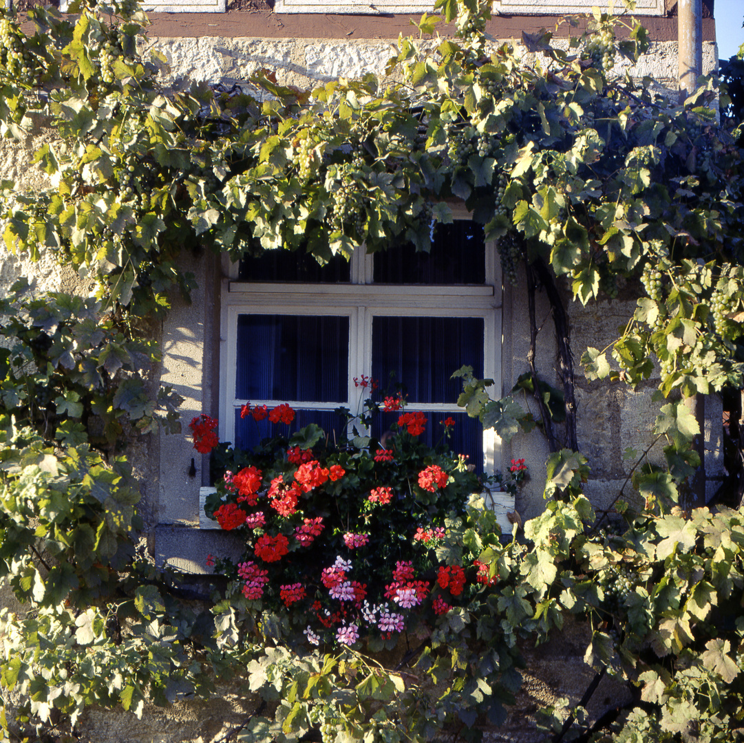 Idyllisches Fenster