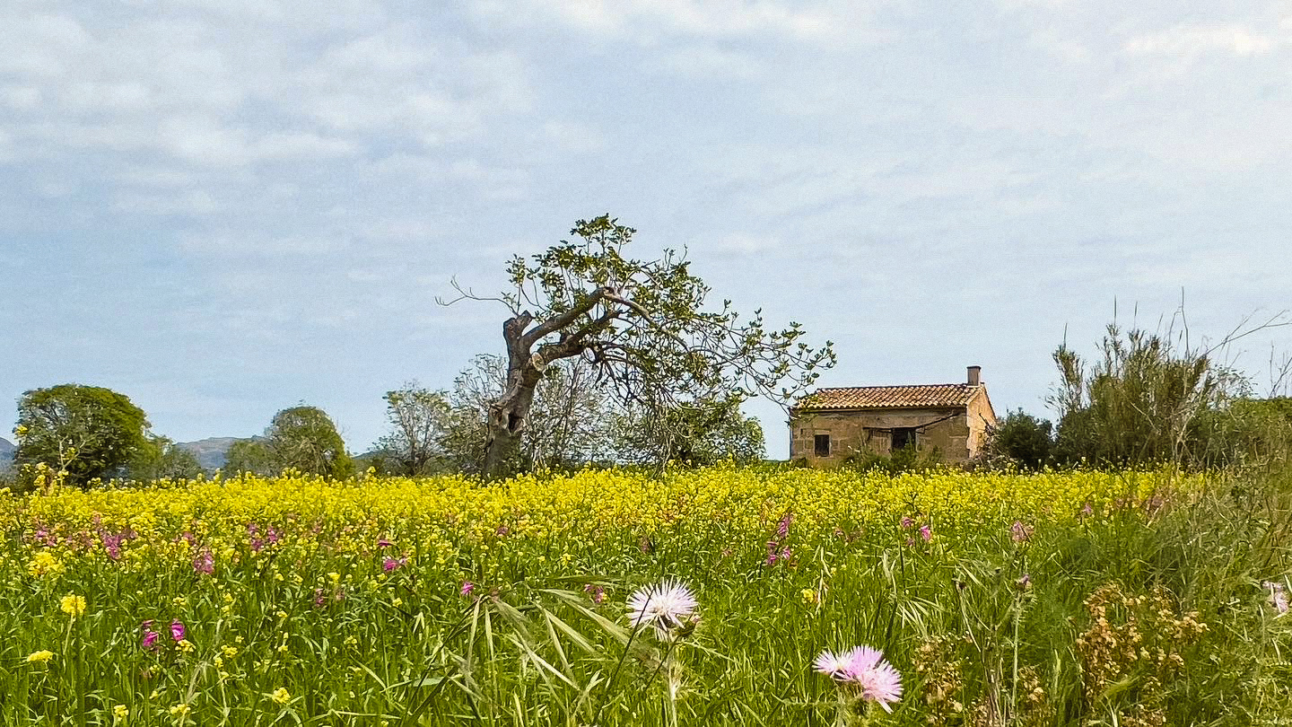 Idyllisches Mallorca im Frühling