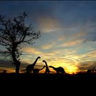 idyllisches Sonnenuntergangsbild mit Tieren