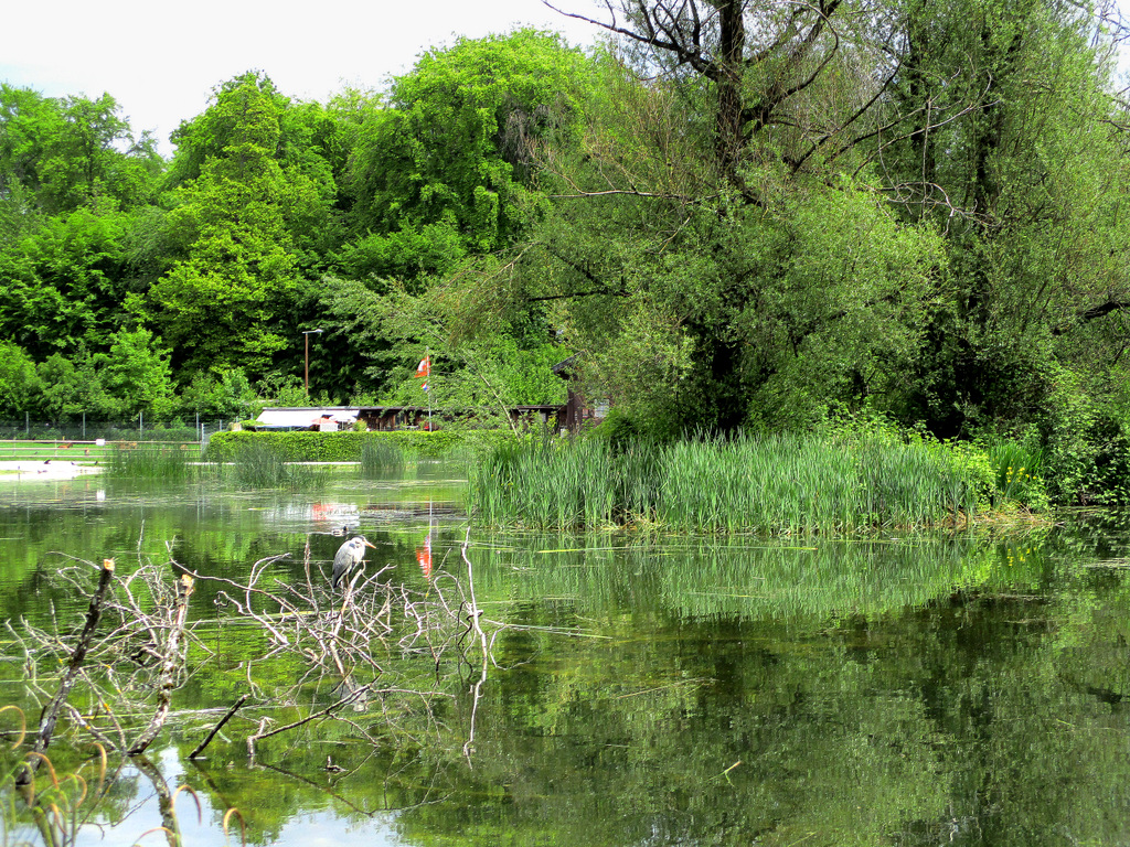 Ie petit lac...tout en verdure !!