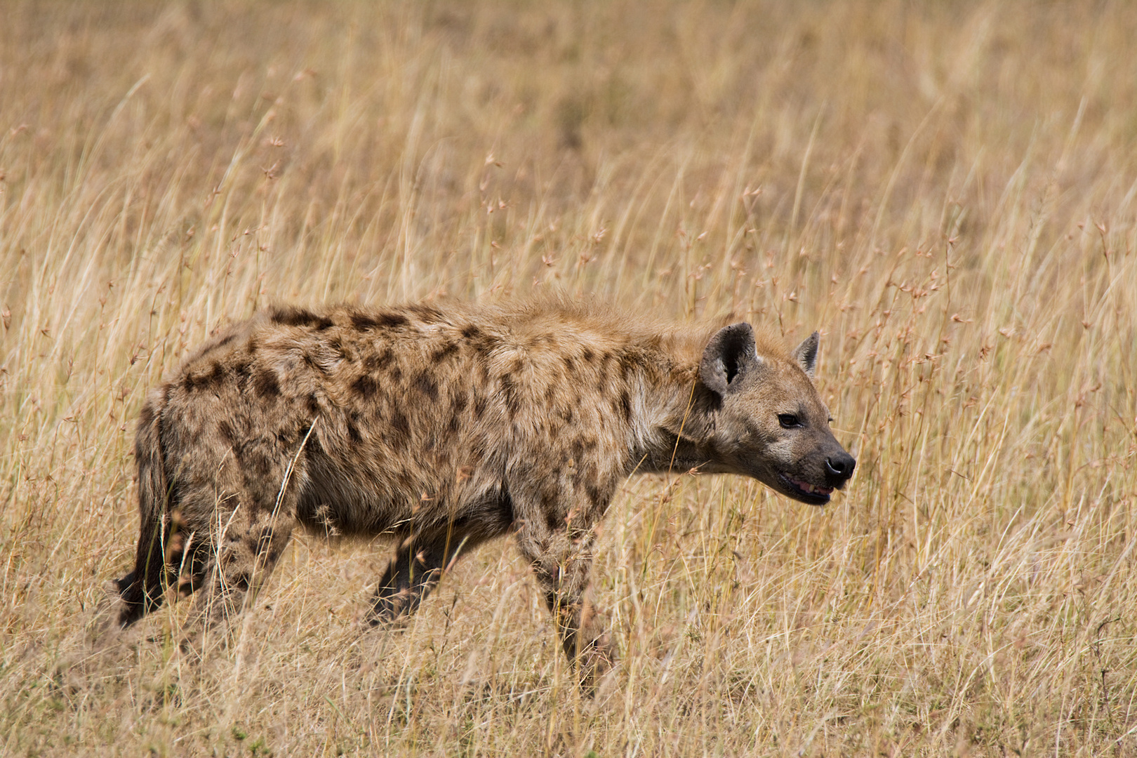 Iena Foto % Immagini| animali, mammiferi allo stato libero, animali