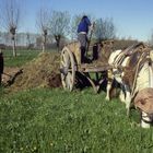 Ieri.......il lavoro