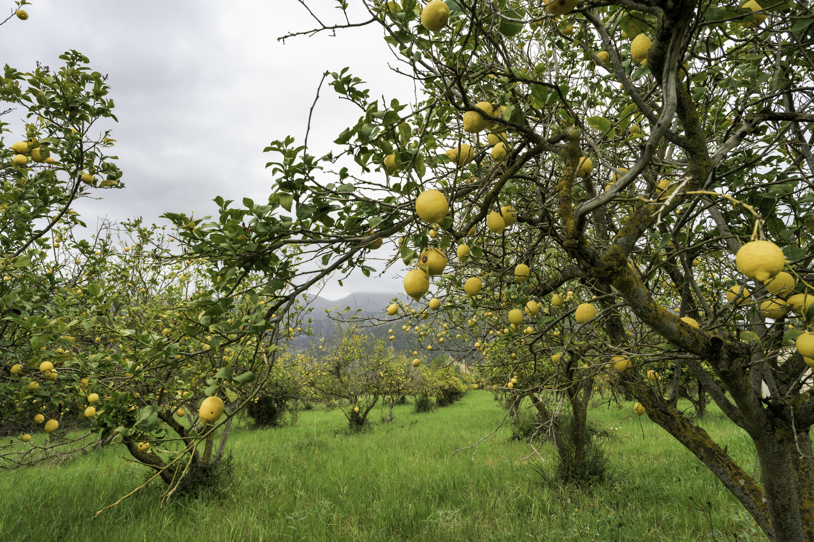 If life gives you lemon …