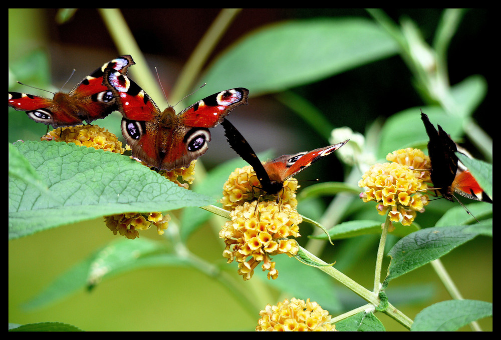 "If nothing ever changed, there'd be no butterflies."