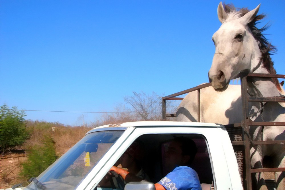 If the Truck Breaks Down - Only in Mexico !?