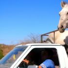 If the Truck Breaks Down - Only in Mexico !?