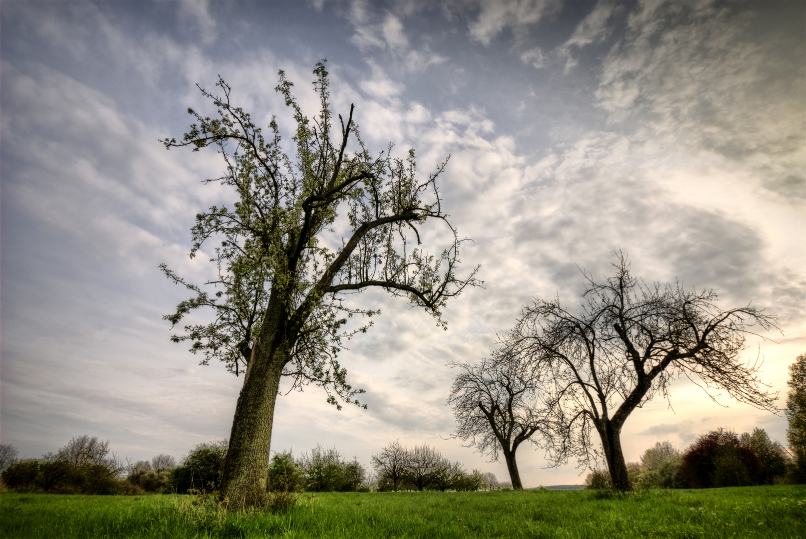 If these trees could talk