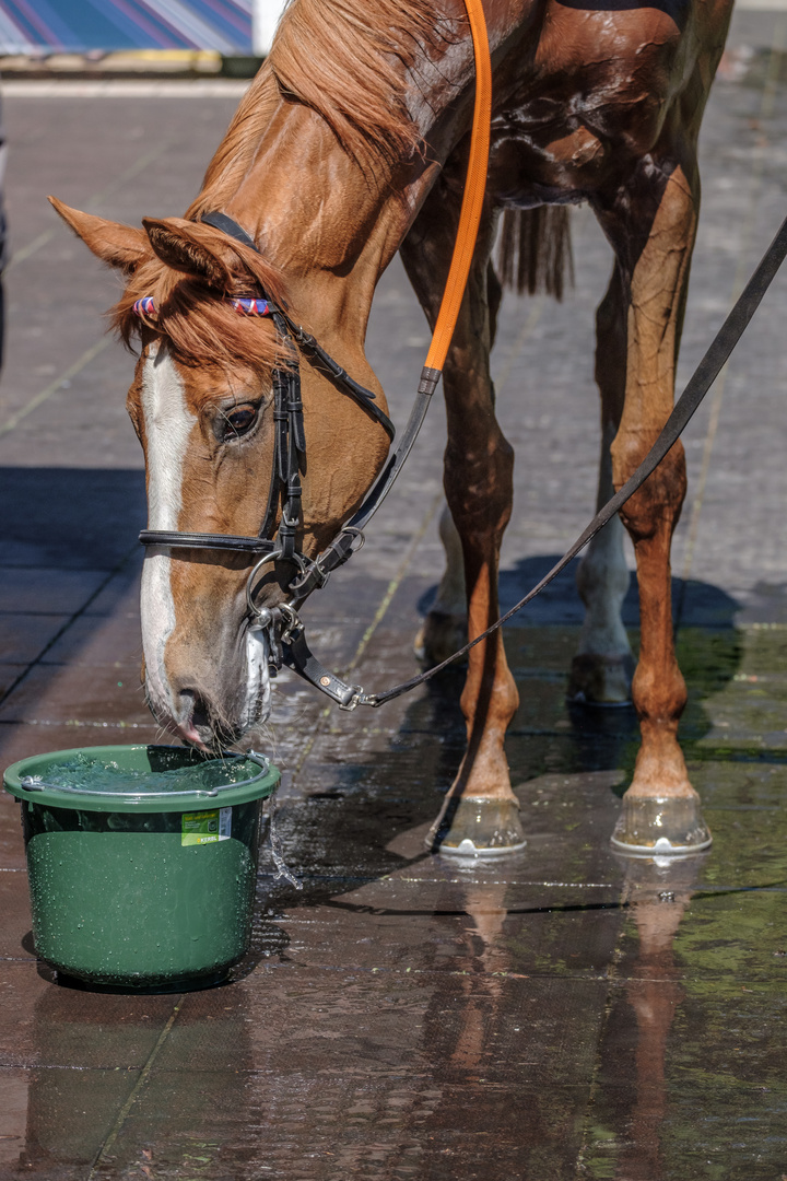 Iffezheim_2628 Durst