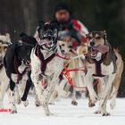 IFSS Schlittenhundeweltmeisterschaften 2007 Gafsele/Schweden