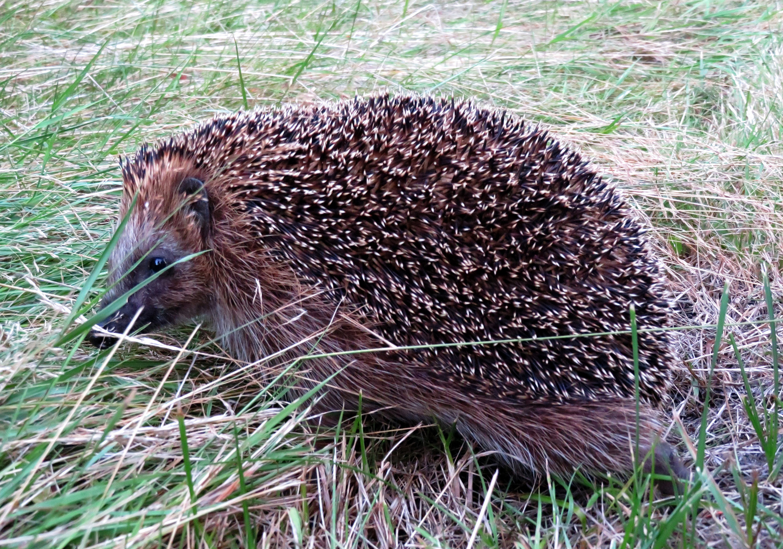 Igel ...