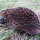 Igel ...