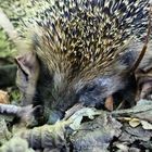 Igel-02